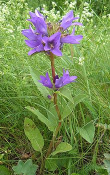 گل استکانی خوشه ای